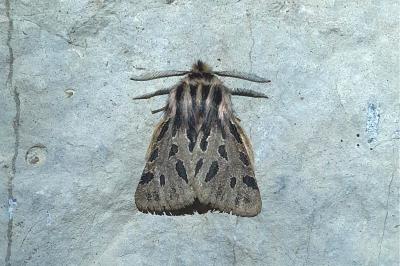 <i>Ocnogyna parasita</i>