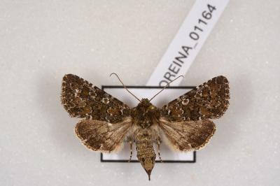 <i>Hadena magnolii</i>
