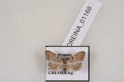 <i>Nola thymula thymula</i>