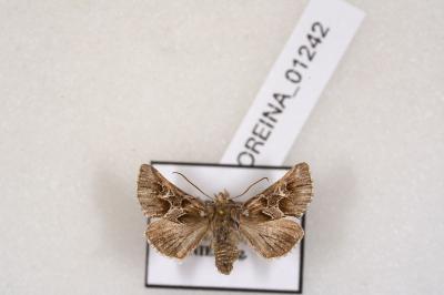 <i>Amephana aurita</i>