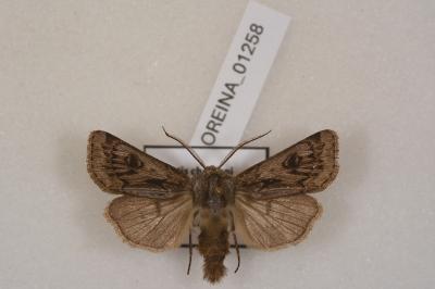 <i>Agrotis chretieni</i>