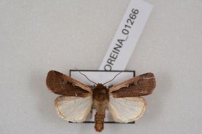 <i>Ochropleura plecta</i>
