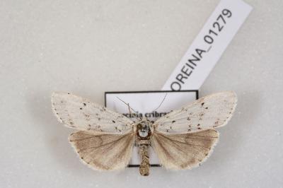 <i>Coscinia cribraria cribraria</i>