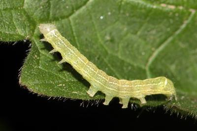 <i>Orthosia cerasi</i>