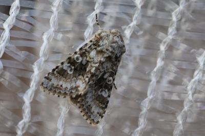 <i>Hecatera bicolorata</i>