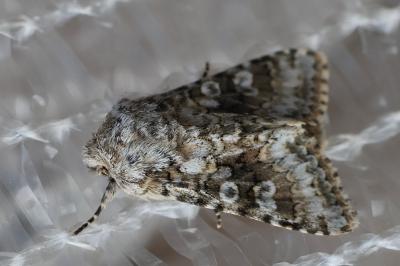 <i>Hecatera bicolorata</i>