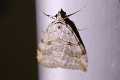 <i>Aplocera efformata</i>