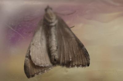 <i>Aplocera efformata</i>