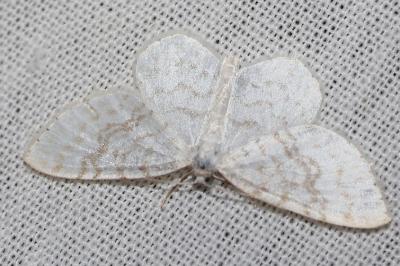 <i>Asthena albulata</i>