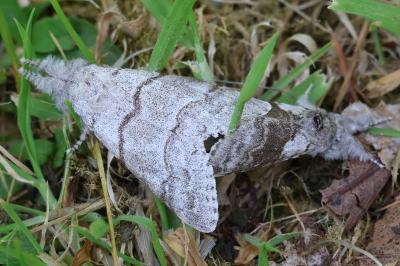 <i>Calliteara pudibunda</i>