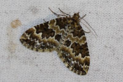 <i>Electrophaes corylata</i>