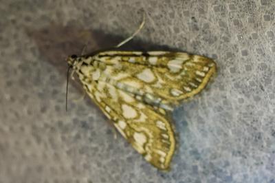 <i>Elophila nymphaeata</i>