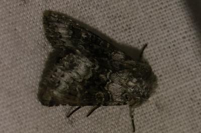 <i>Hecatera bicolorata</i>
