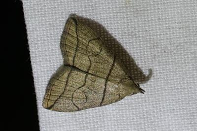 <i>Herminia grisealis</i>