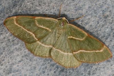 <i>Hylaea fasciaria</i>