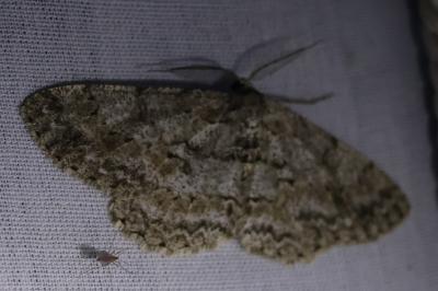 <i>Hypomecis punctinalis</i>