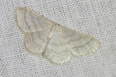 <i>Idaea subsericeata</i>