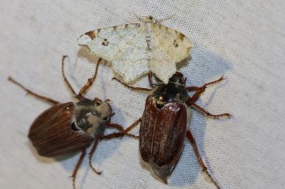 <i>Macaria notata</i>