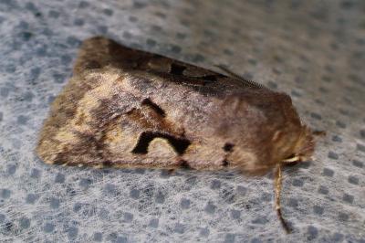 <i>Orthosia gothica</i>