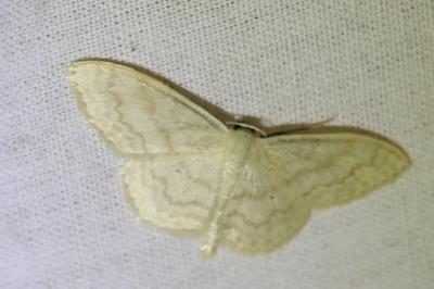 <i>Scopula floslactata</i>