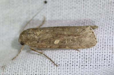 <i>Spodoptera exigua</i>