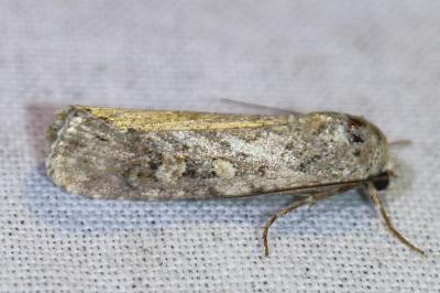 <i>Spodoptera exigua</i>