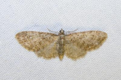 <i>Eupithecia abbreviata</i>