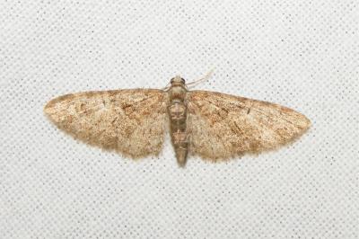 <i>Eupithecia abbreviata</i>