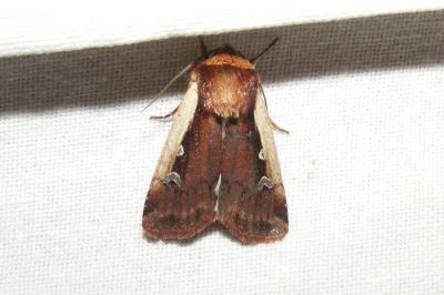 <i>Ochropleura plecta</i>