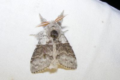 <i>Calliteara pudibunda</i>