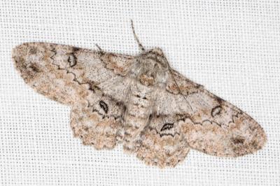<i>Ascotis selenaria</i>