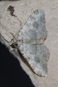 <i>Coenotephria salicata</i>