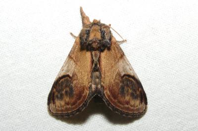 <i>Notodonta ziczac</i>