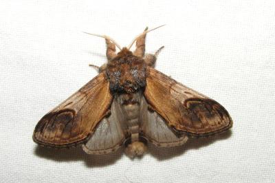 <i>Notodonta ziczac</i>
