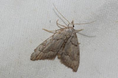 <i>Nola thymula thymula</i>
