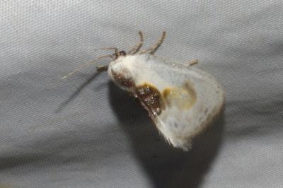<i>Cilix glaucata</i>