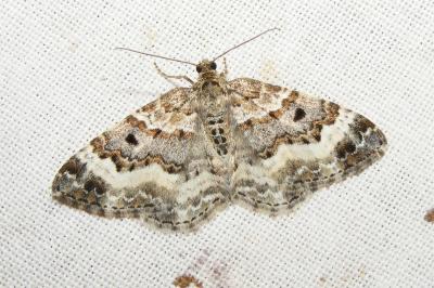 <i>Epirrhoe alternata</i>