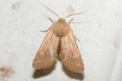 <i>Orthosia cerasi</i>