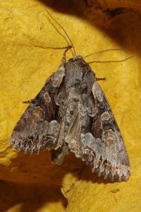 <i>Lacanobia w-latinum</i>