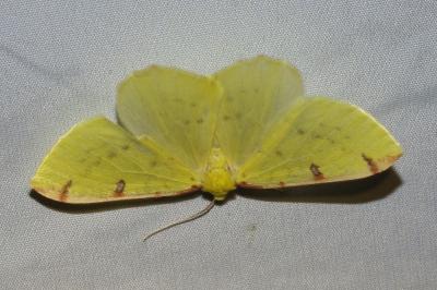 <i>Opisthograptis luteolata</i>