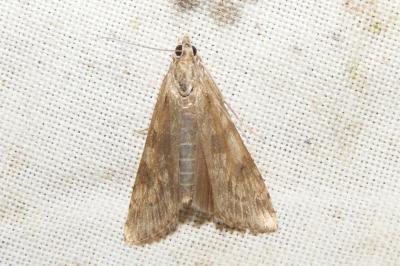 <i>Nomophila noctuella</i>