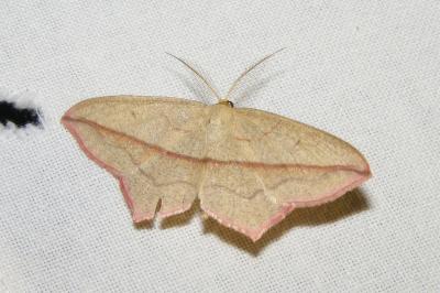 <i>Timandra comae</i>