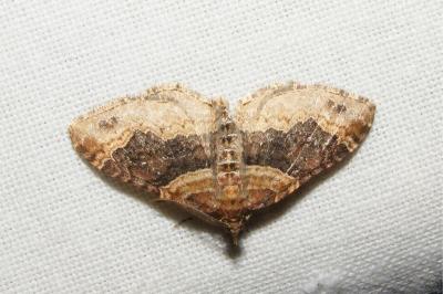 <i>Xanthorhoe spadicearia/ferrugata</i>