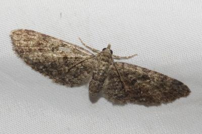 <i>Eupithecia cocciferata</i>
