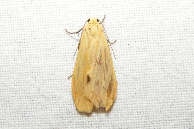 <i>Wittia sororcula</i>