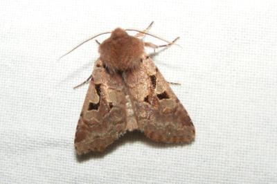 <i>Orthosia gothica</i>