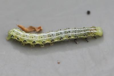 <i>Cosmia affinis</i>