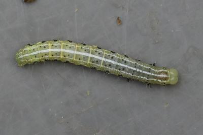 <i>Cosmia affinis</i>