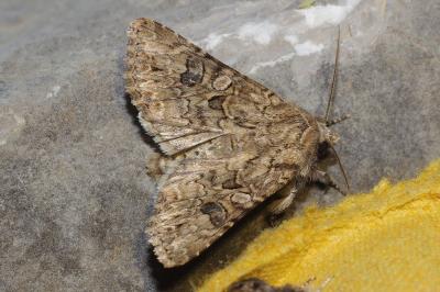 <i>Anarta trifolii</i>