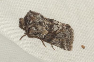 <i>Cleonymia yvanii</i>